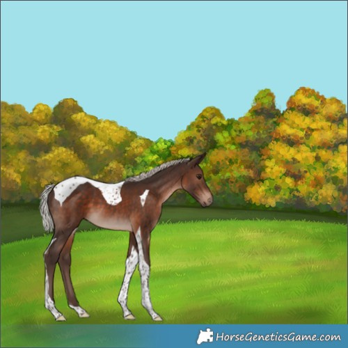 Horse Color:Silver Brown Tobiano 