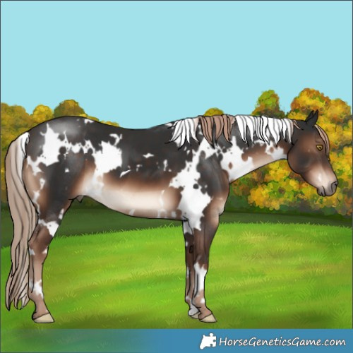 Horse Color:White Spotted Liver Chestnut