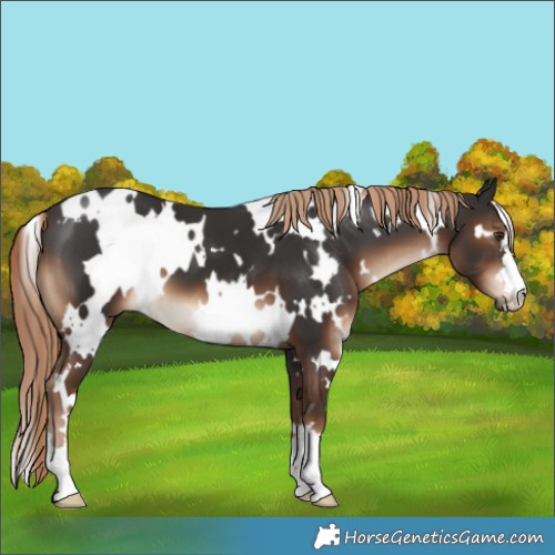 Horse Color:White Spotted Liver Chestnut