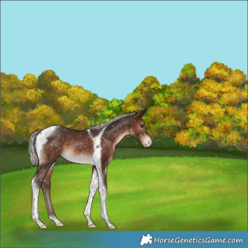 Horse Color:Silver Bay Tobiano Appaloosa 