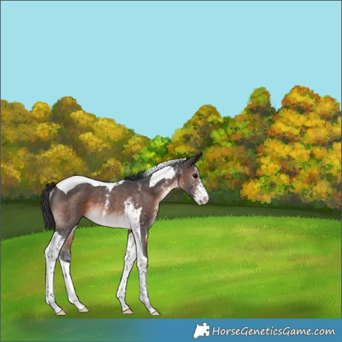Horse Color:Brown Sabino Tobiano Rabicano 