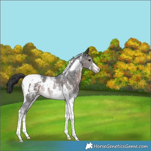 Horse Color:Brown Sabino Tobiano Appaloosa Rabicano 