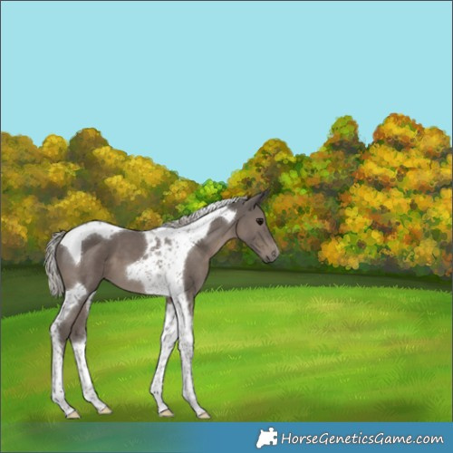 Horse Color:Silver Black Tobiano 