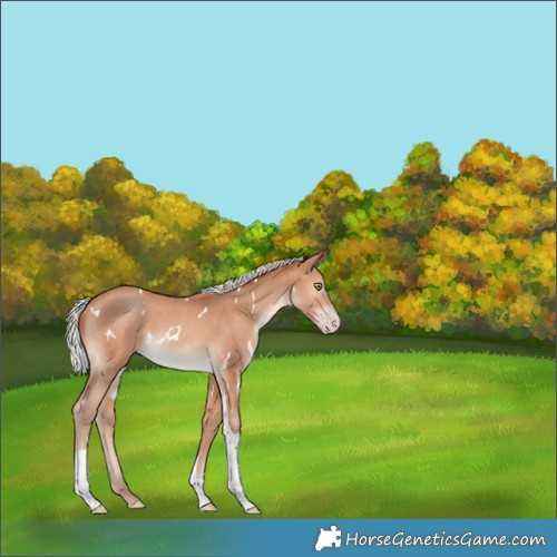 Horse Color:White Spotted Silver Sable Champagne Tobiano Rabicano 