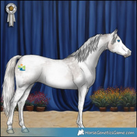 Horse Color:Gray Silver Black Splash Tobiano Appaloosa