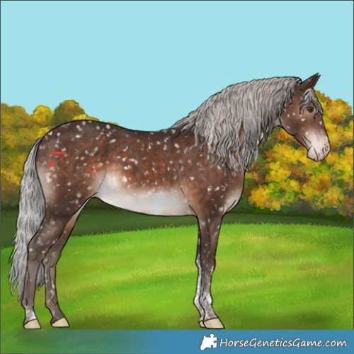 Horse Color:Silver Brown Tobiano Appaloosa 