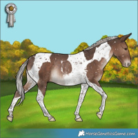 Horse Color:Silver Black Tobiano Appaloosa Rabicano 