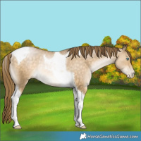 Horse Color:Buckskin Pearl Tobiano Rabicano