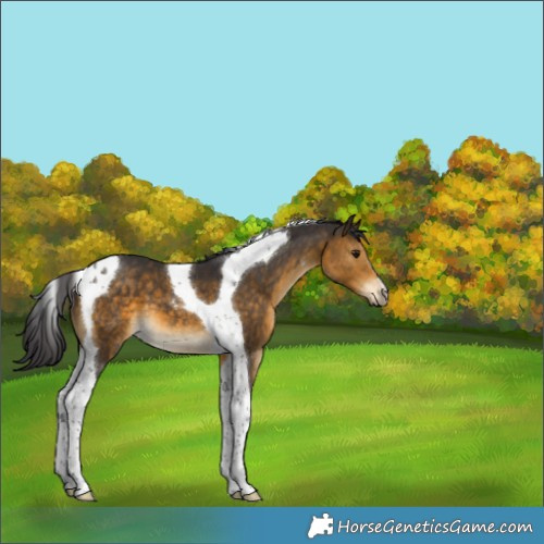 Horse Color:Buckskin Tobiano