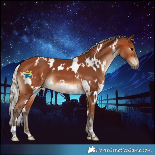 Horse Color:White Spotted Silver Bay 