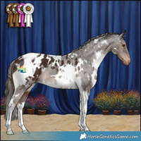 Horse Color:White Spotted Liver Chestnut Tobiano Appaloosa