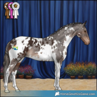 Horse Color:White Spotted Liver Chestnut Tobiano Appaloosa