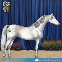 Horse Color:Gray Silver Buckskin Splash Tobiano Appaloosa