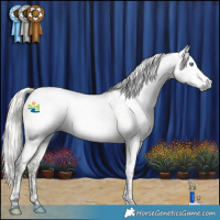 Horse Color:Gray Silver Buckskin Splash Tobiano Appaloosa 