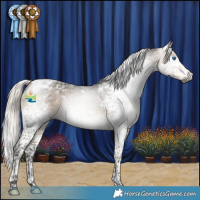 Horse Color:Gray Silver Buckskin Splash Tobiano Appaloosa 