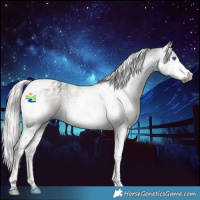 Horse Color:Gray Silver Black Splash Tobiano Appaloosa 