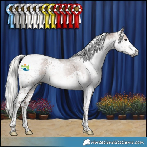 Horse Color:Gray Silver Bay Splash Tobiano Appaloosa 
