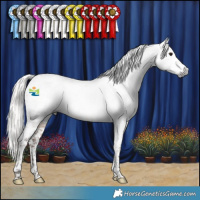 Horse Color:Gray Silver Bay Splash Tobiano Appaloosa 