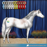 Horse Color:Gray Silver Bay Splash Tobiano Appaloosa