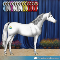 Horse Color:Gray Silver Bay Splash Tobiano Appaloosa