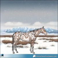 Horse Color:Bay Appaloosa 