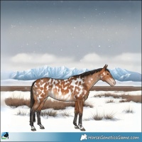 Horse Color:Bay Appaloosa 