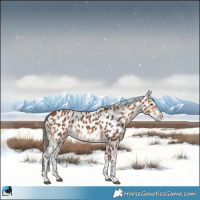 Horse Color:Bay Near Leopard 