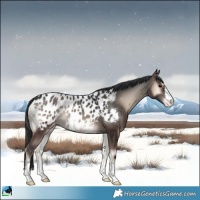 Horse Color:Blue Onyx Appaloosa