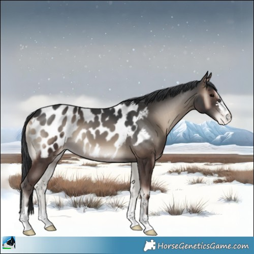 Horse Color:Blue Onyx Appaloosa
