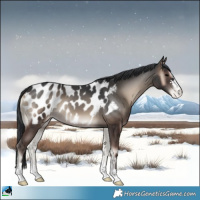 Horse Color:Blue Onyx Appaloosa 