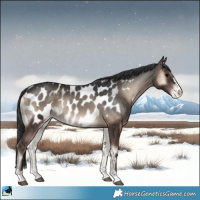 Horse Color:Blue Onyx Appaloosa