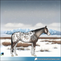 Horse Color:Blue Onyx Appaloosa 