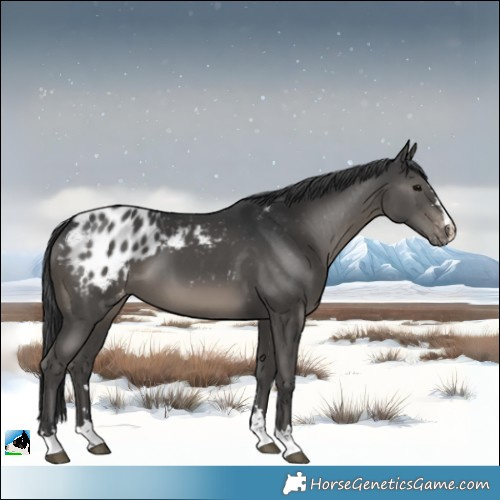 Horse Color:Black Appaloosa
