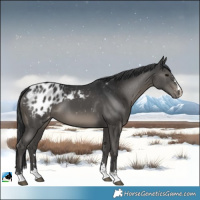 Horse Color:Black Appaloosa 