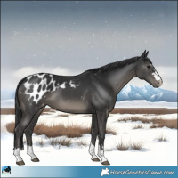 Horse Color:Black Appaloosa