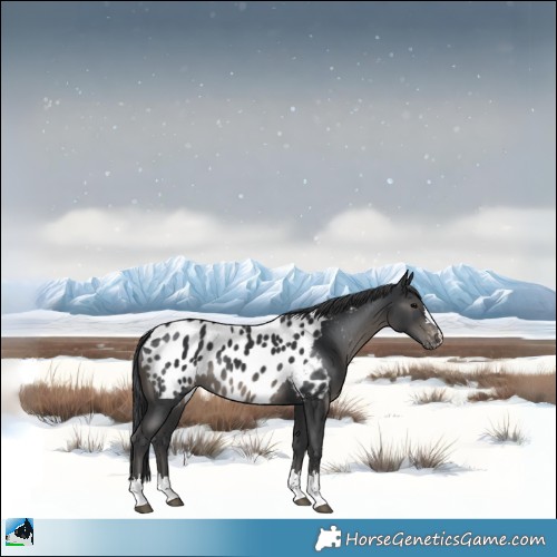 Horse Color:Black Appaloosa