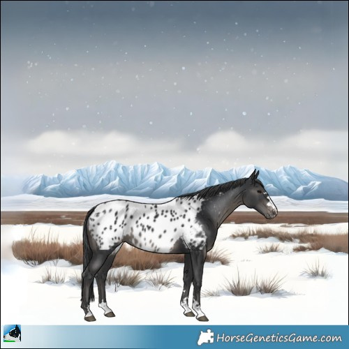 Horse Color:Black Appaloosa 