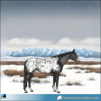 Horse Color:Black Near Leopard 