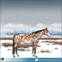 Horse Color:Bay Appaloosa 