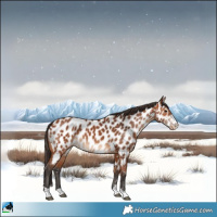 Horse Color:Bay Appaloosa