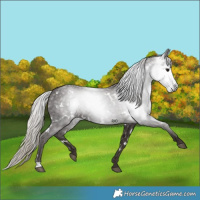 Horse Color:Gray White Spotted Silver Black 