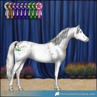 Horse Color:Gray Silver Smoky Black Splash Tobiano Appaloosa 