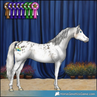 Horse Color:Gray Silver Smoky Black Splash Tobiano Appaloosa 