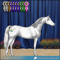 Horse Color:Gray Silver Smoky Black Splash Tobiano Appaloosa