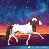Horse Color:Bay Tobiano Frame 