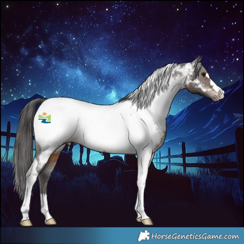 Horse Color:Brown Tobiano Appaloosa 