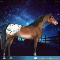 Horse Color:Brown Tobiano Appaloosa 