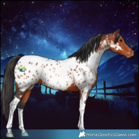 Horse Color:Brown Tobiano Appaloosa 