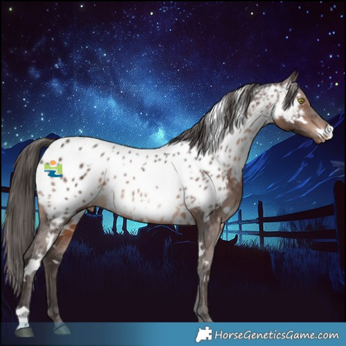 Horse Color:White Spotted Brown Appaloosa 