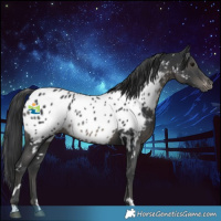 Horse Color:White Spotted Black Appaloosa 